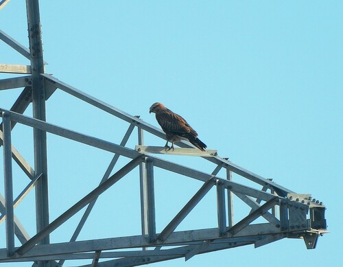 Long-legged Buzzard
