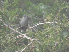 Lampornis