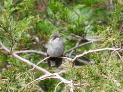 Lampornis