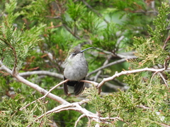 Lampornis