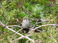 Lampornis