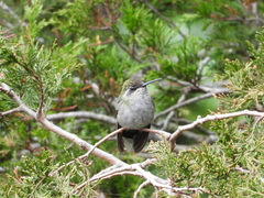 Lampornis