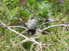 Lampornis