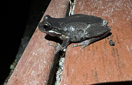 Southern Brown Tree Frog