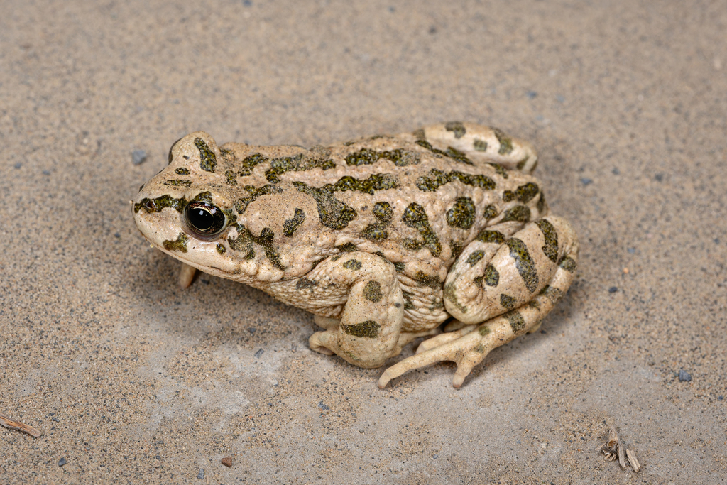 Xinjiang toad