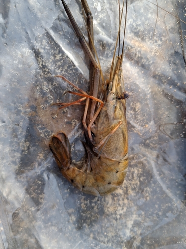 African River Prawn