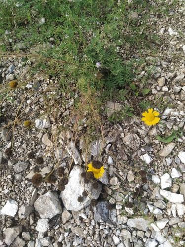Golden marguerite