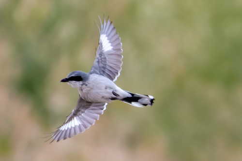 Loggerhead Shrike, photo 8 of 10