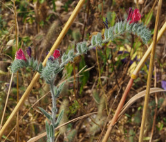 Echium judaeum