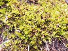 Rhynchostegium serrulatum