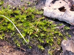 Rhynchostegium serrulatum