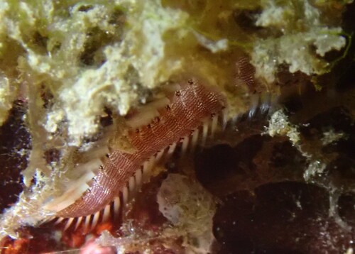 Pherecardia striata observed 2026-08-19