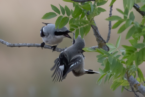 Pie-grièche migratrice (Lanius ludovicianus)