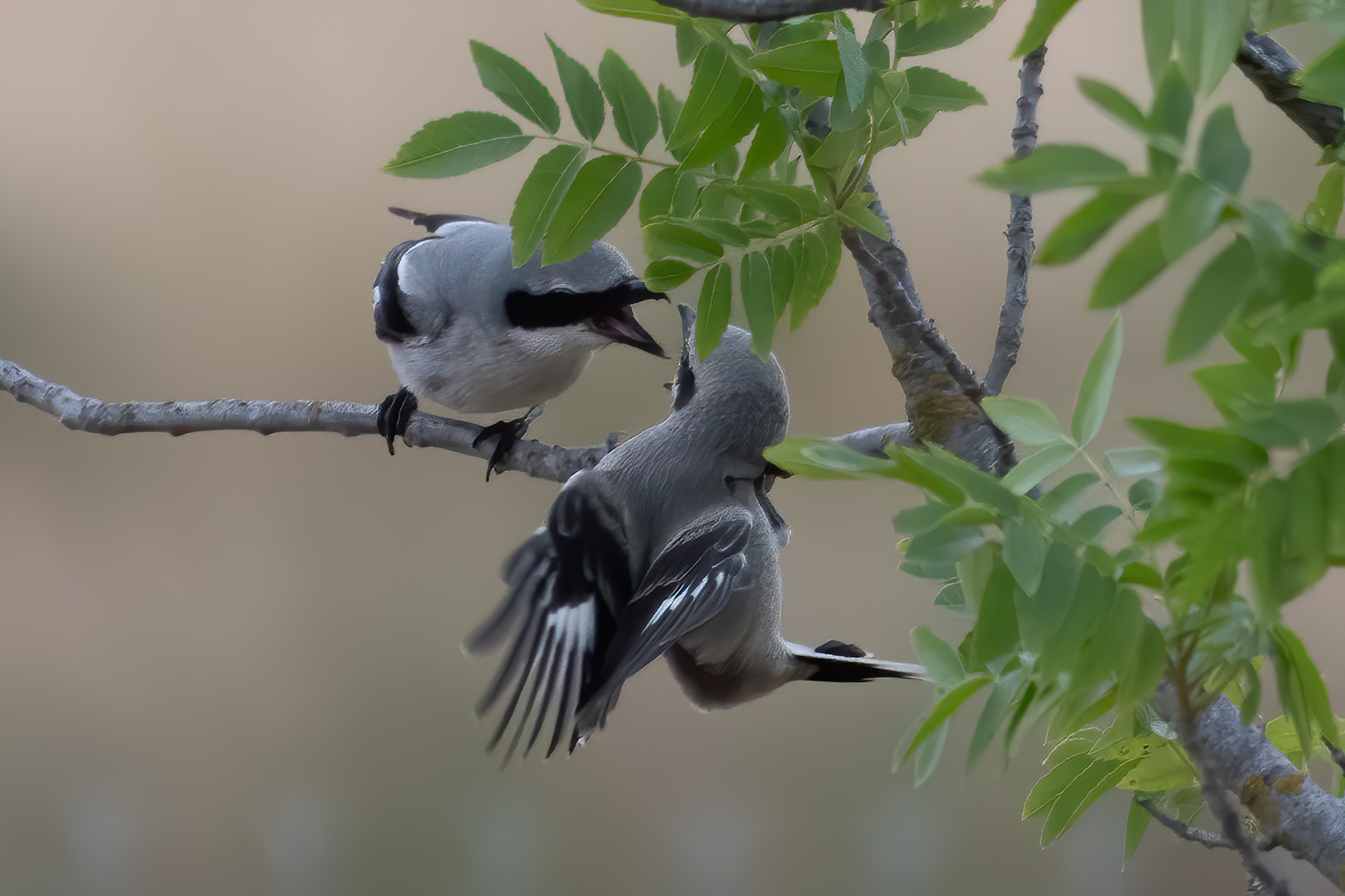 Loggerhead Shrike (Lanius ludovicianus)