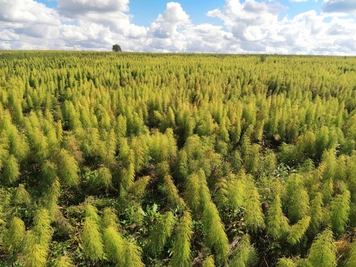 wood horsetail