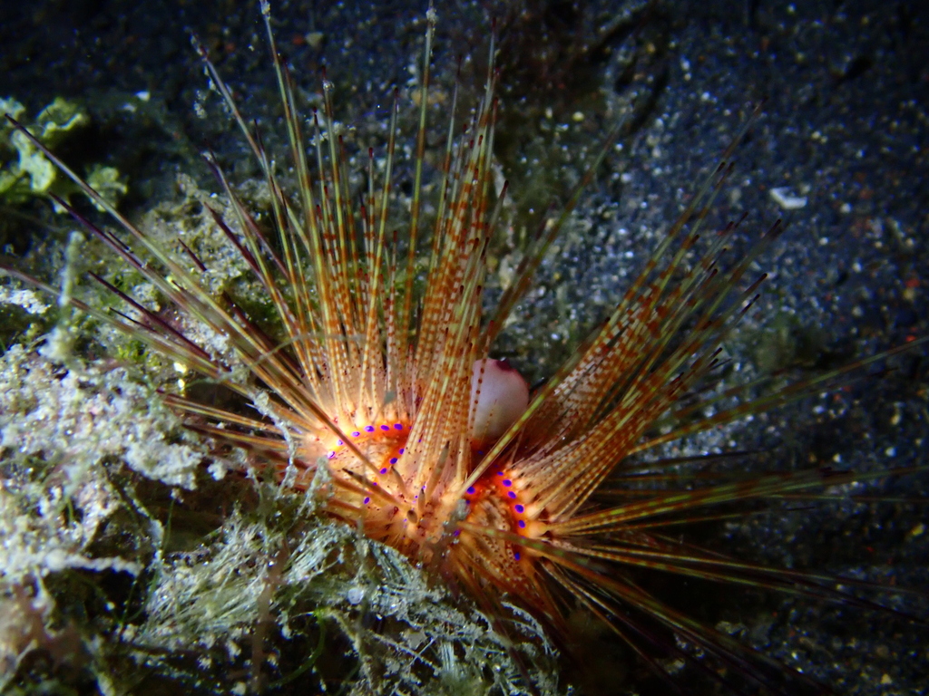 Blue-spotted Urchin