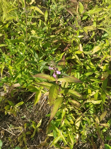 Marsh Woundwort