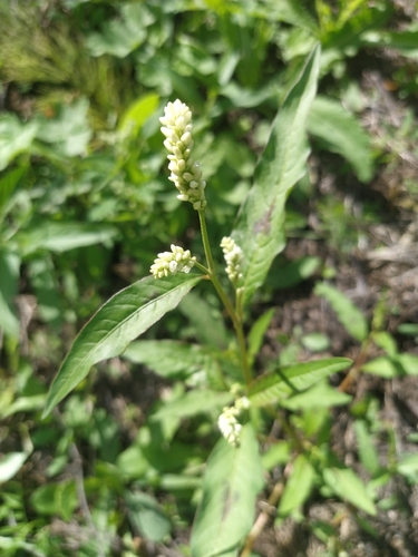 pale smartweed