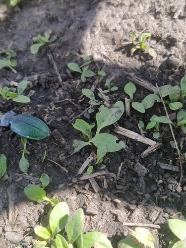 Carabus regalis