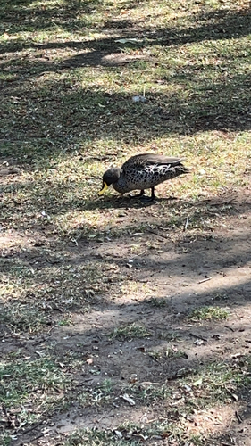 iNaturalist image