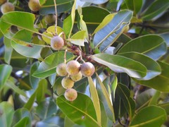 Calophyllum