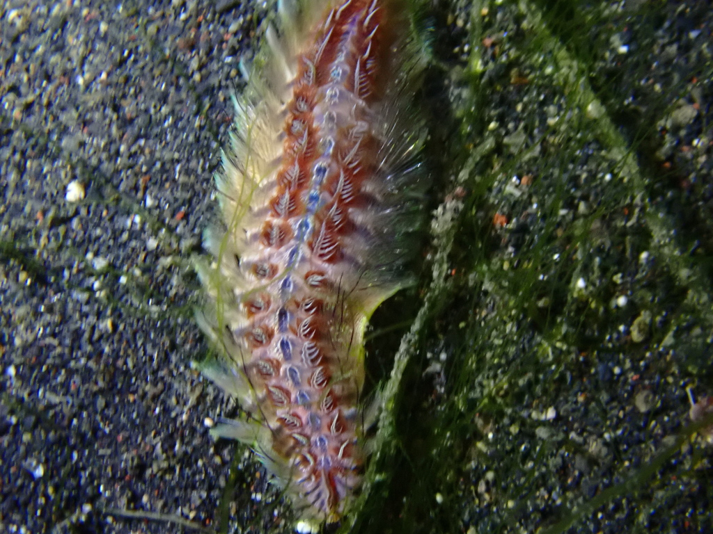 Chloeia amphora