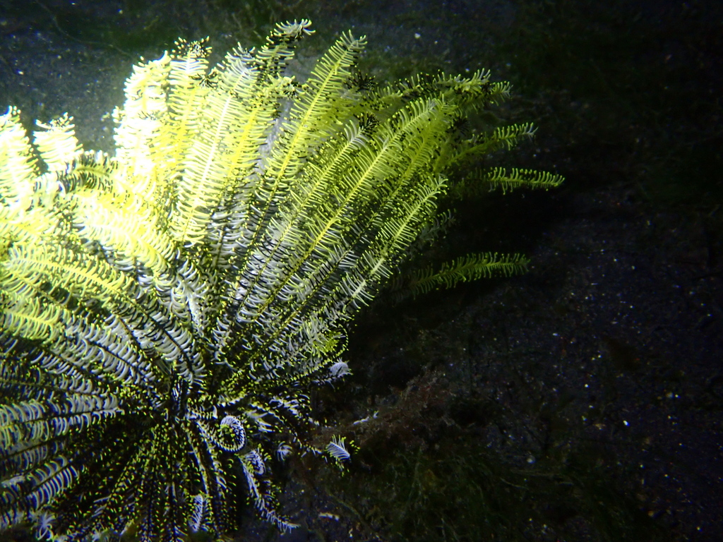 Bottlebrush Feather Star
