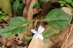 Pseuderanthemum variabile