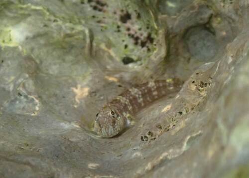 Entomacrodus thalassinus observed 2026-07-13
