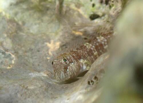 Zee-rotsslijmvis (Entomacrodus thalassinus) — Blenniidae — 5