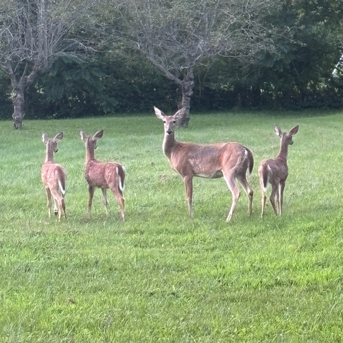 White-tailed Deer