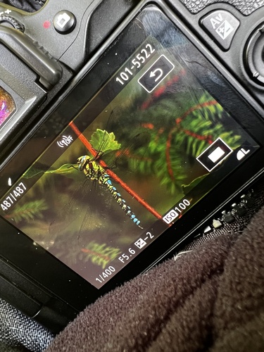 Southern Hawker