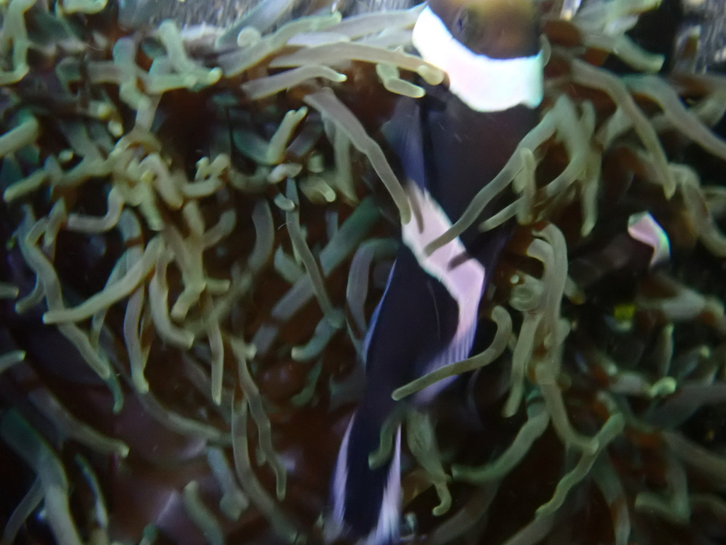 brownsaddle clownfish