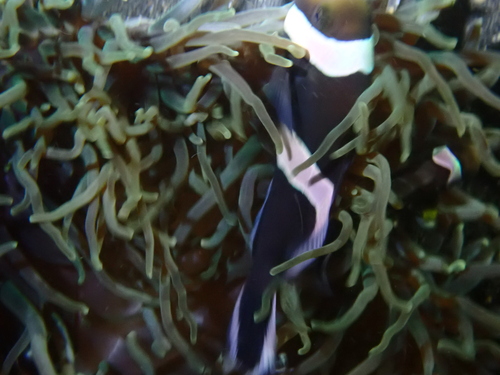 Amphiprion polymnus observed 2026-08-19