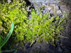 Rhynchostegium serrulatum