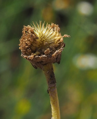 Anthemis bornmuelleri