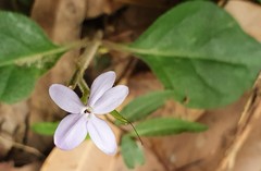 Pseuderanthemum variabile