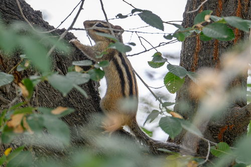 Siberian Chipmunk