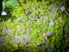 Rhynchostegium serrulatum