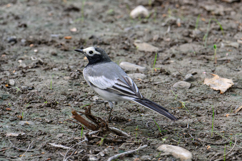 Masked Wagtail