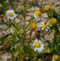 Anthemis bornmuelleri