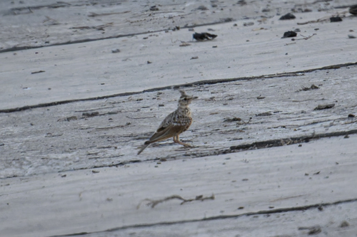 Crested Lark