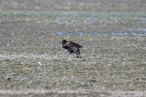 European Starling