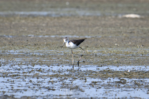 Black-winged Stilt