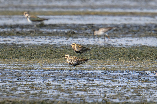Pacific Golden-Plover