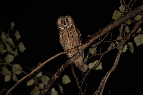Eurasian Long-eared Owl
