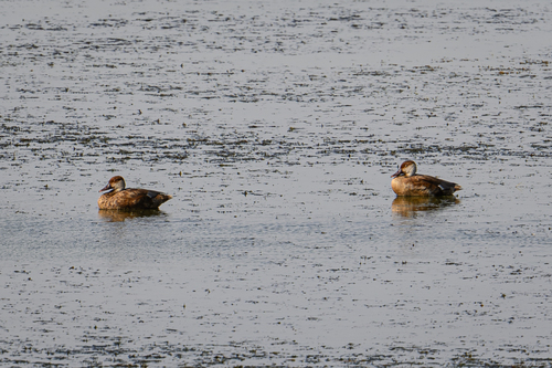 Red-crested Pochard
