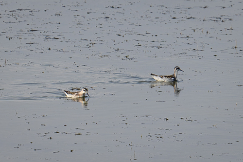 Red-necked Phalarope