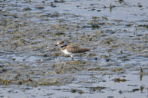 Little Ringed Plover
