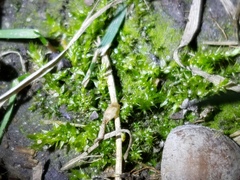 Rhynchostegium serrulatum